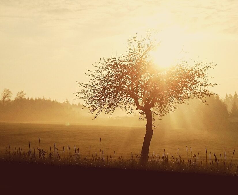 Feste di Candelora nei distretti