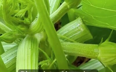 ZUCCHINIBLÄTTER ESSEN, NICHT WEGWERFEN